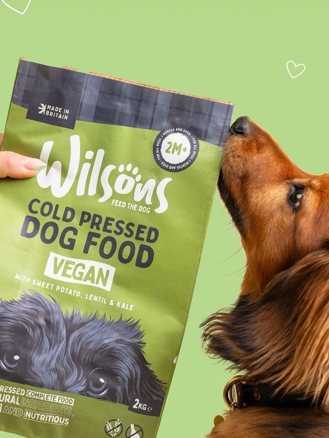 A dachshund nosing a bag of Wilsons cold pressed dog food